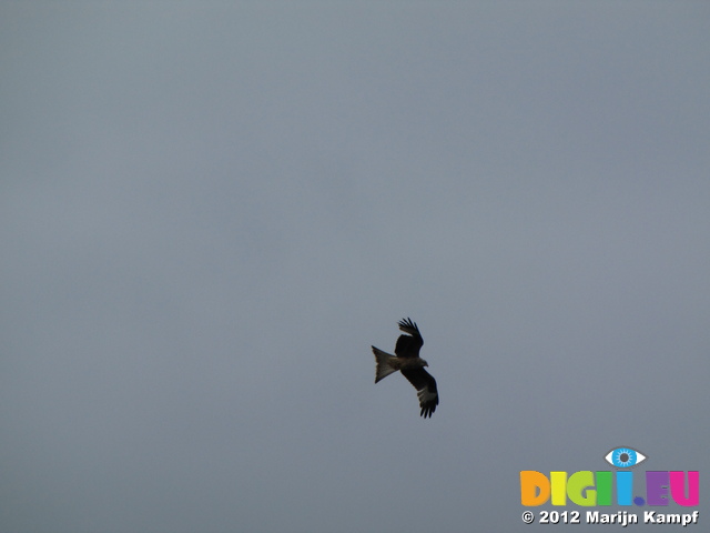 SX22078 Red Kite (Milvus milvus)